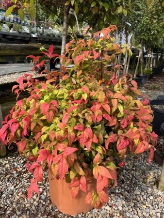 Nandina Domestica Fire Power 30L