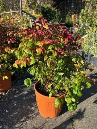 Nandina Domestica Fire Power - 7L