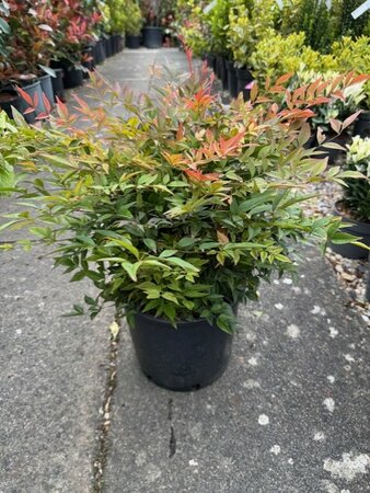Nandina Domestica Gulfstream 10L  (Heavenly Bamboo)