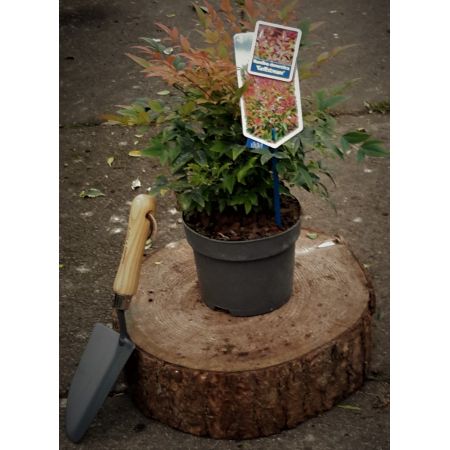 Nandina Domestica Gulfstream 2L  (Heavenly Bamboo)