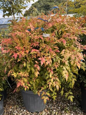 Nandina Domestica Gulfstream 50L  (Heavenly Bamboo)