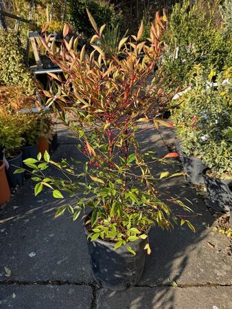 Nandina Domestica (Heavenly Bamboo) - 10L
