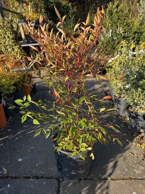 Nandina Domestica (Heavenly Bamboo) - 10L