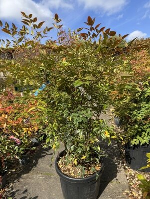 Nandina Domestica (Heavenly Bamboo) - 50L