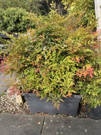 Nandina Domestica (Heavenly Bamboo) - In trough - image 2