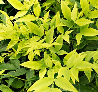 Nandina Domestica Lemon Lime® - 9L - 0.5m