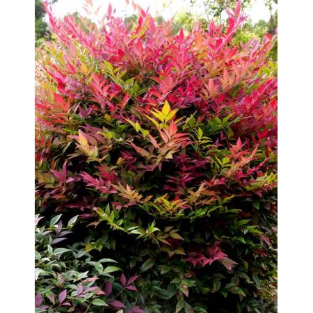 Nandina Domestica Obsessed - 18L  (Heavenly Bamboo) - image 2