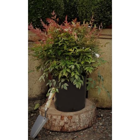 Nandina Domestica Obsessed - 18L  (Heavenly Bamboo) - image 1