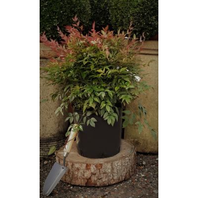 Nandina Domestica Obsessed - 18L  (Heavenly Bamboo)