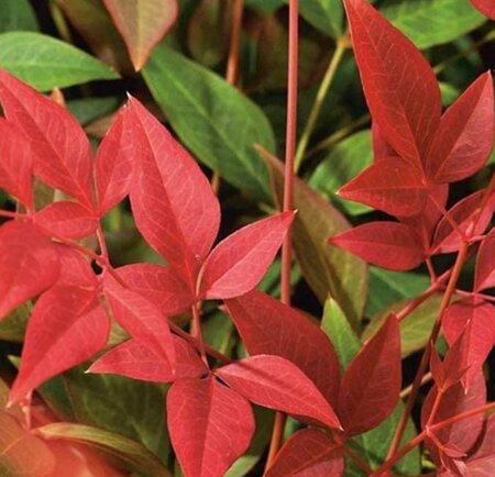 Nandina Domestica Obsessed - 9L
