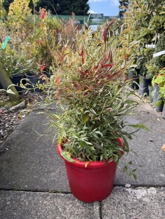 Nandina Domestica Red Light - 10L - image 1