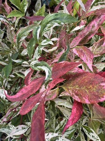 Nandina Domestica Red Light - 10L - image 2