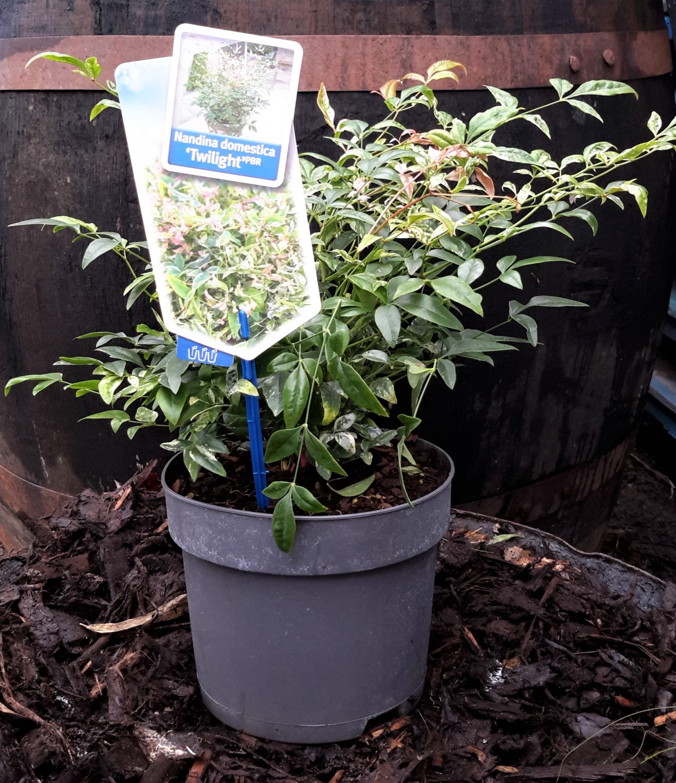 nandina-domestica-twilight-2l-heavenly-bamboo-windlestone-nursery