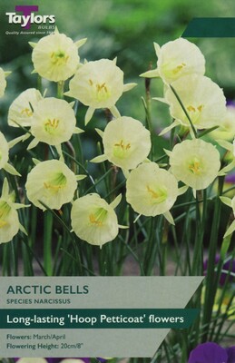 Narcissi Arctic Bells 7up