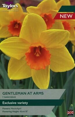 Narcissi Gentleman At Arms