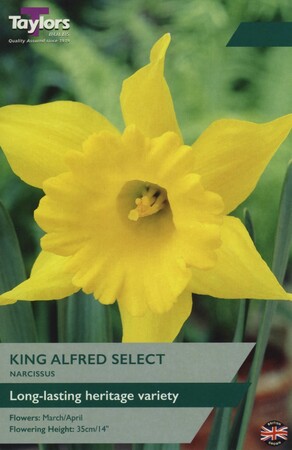 Narcissi King Alfred Select