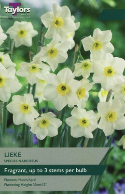 Narcissi Lieke