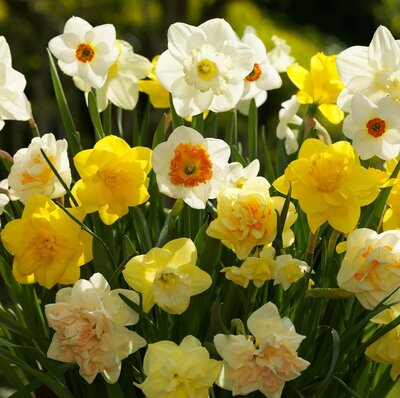 Narcissi Mixed for Naturlising (20kg bag)