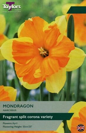 Narcissi Mondragon