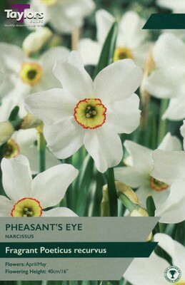 Narcissi Pheasant's Eye