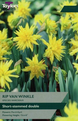 Narcissi Rip Van Winkle