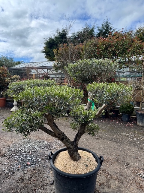 Olea Europaea Flat Clipped Pom Poms Multi trunk (Olive Tree) - 110L ...