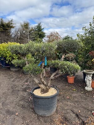 Olea Europaea Flat Clipped Pom Poms Multi trunk (Olive Tree) - 110L - image 2