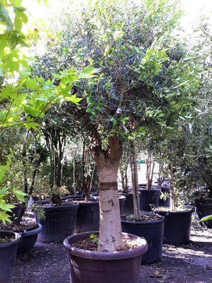 Olea Europaea (Olive Tree) 1/4 Std - 50L - 80cm clear trunk
