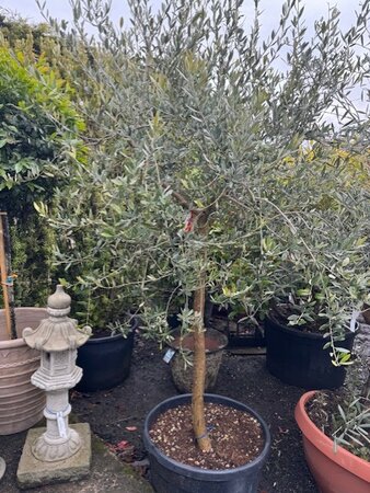 Olea Europaea (Olive Tree) 130L 1/2 Std - image 1