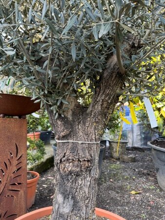 Olea Europaea (Olive Tree) 130L Saucer 1/2 Std - image 2