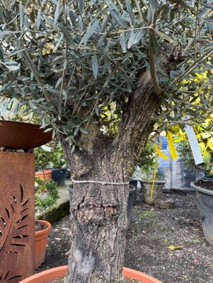 Olea Europaea (Olive Tree) 130L Saucer 1/2 Std - image 2