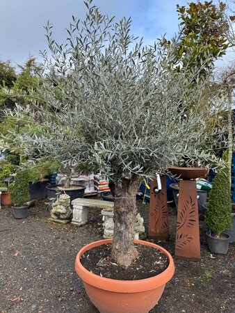 Olea Europaea (Olive Tree) 130L Saucer 1/2 Std - image 1