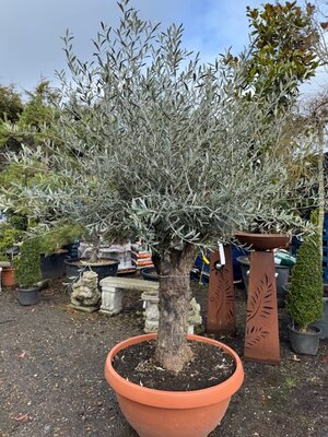 Olea Europaea (Olive Tree) 130L Saucer 1/2 Std