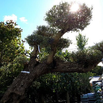 Olea Europaea (Olive Tree) - 200L - Horizontola 4m - image 2