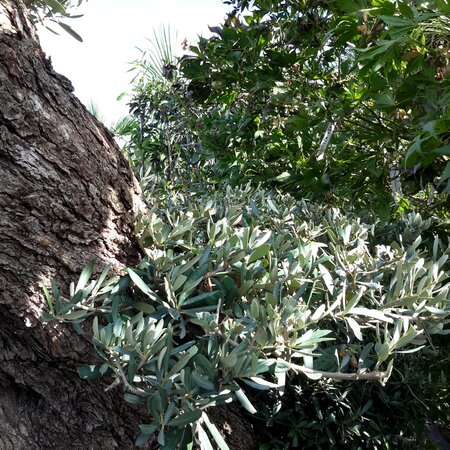 Olea Europaea (Olive Tree) - 200L - Horizontola 4m - image 3