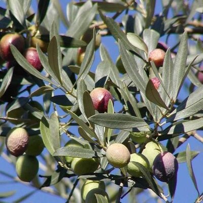 Olea Europaea (Olive Tree) - 250cm