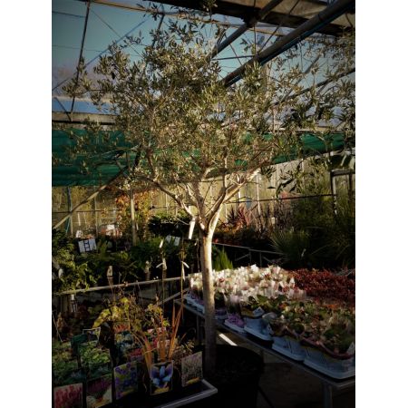 Olea Europaea (Olive Tree) - 280cm - image 1