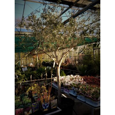 Olea Europaea (Olive Tree) - 280cm