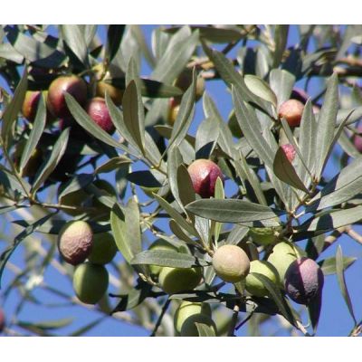 Olea Europaea (Olive Tree) - 280cm - image 2