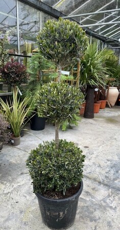 Olea Europaea (Olive Tree) 50L 3 Ball