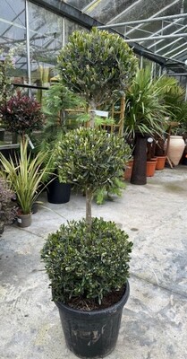 Olea Europaea (Olive Tree) 50L 3 Ball