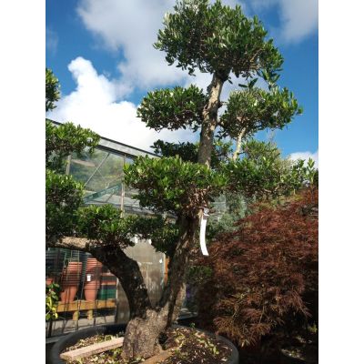 Olea Europaea (Olive Tree) - Pom Pom - image 3