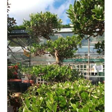 Olea Europaea (Olive Tree) - Pom Pom - image 4