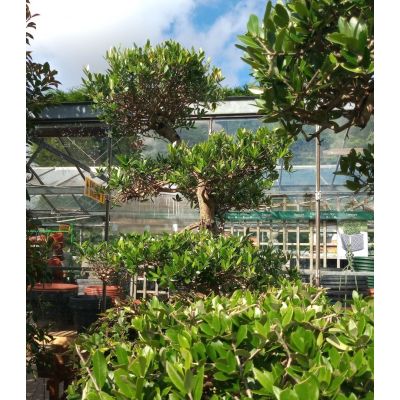 Olea Europaea (Olive Tree) - Pom Pom - image 4