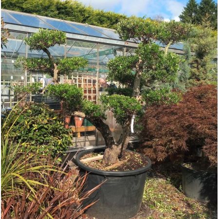 Olea Europaea (Olive Tree) - Pom Pom - image 1