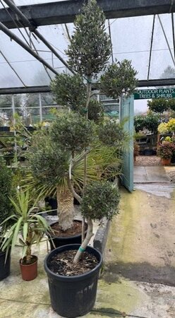 Olea Europaea (Olive Tree) Spiral with Pom Poms 90L