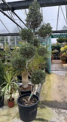 Olea Europaea (Olive Tree) Spiral with Pom Poms 90L