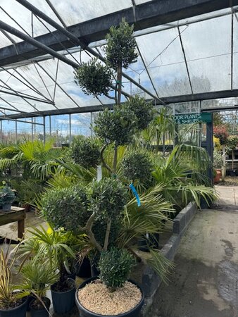 Olea Europaea (Olive Tree) Spiral with Pom Poms 90L - image 1