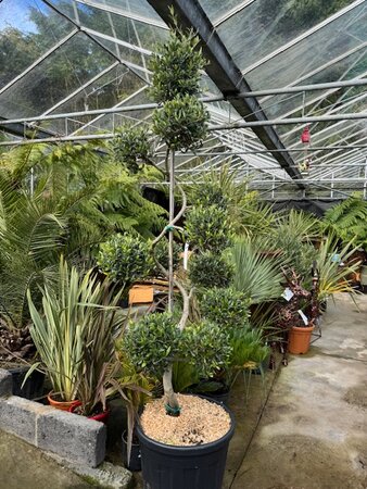 Olea Europaea (Olive Tree) Spiral with Pom Poms 90L - image 2