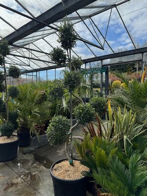 Olea Europaea (Olive Tree) Spiral with Pom Poms 90L - image 3